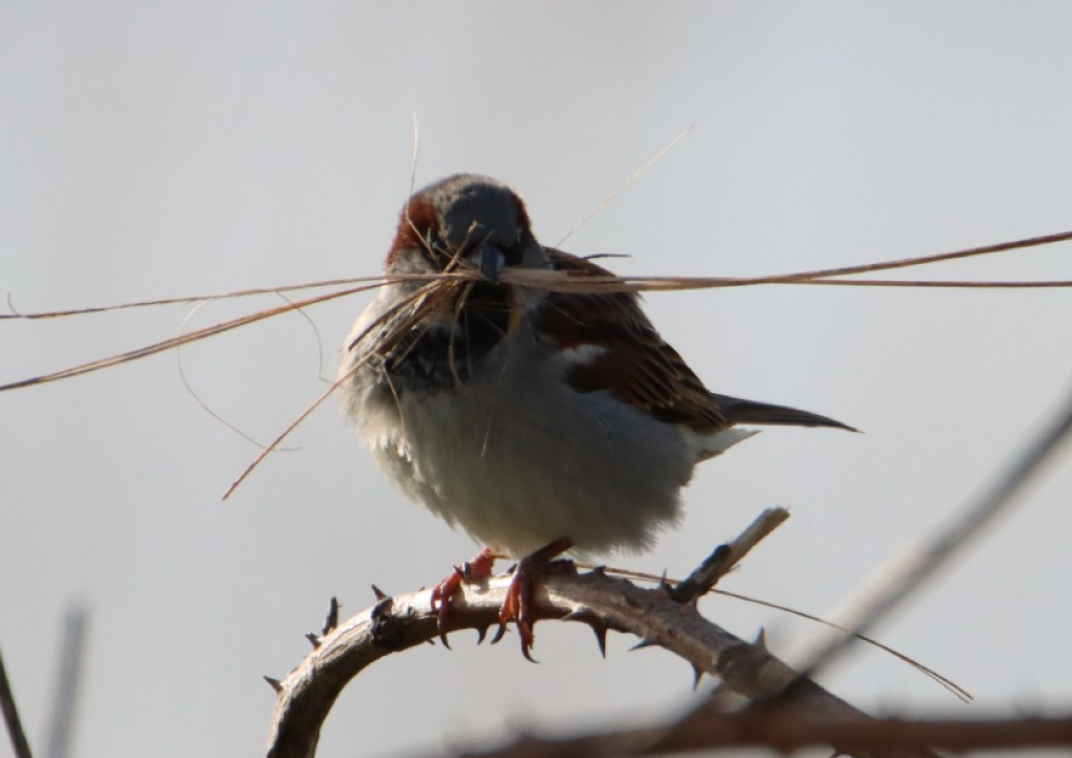 Huismus met nestmateriaal