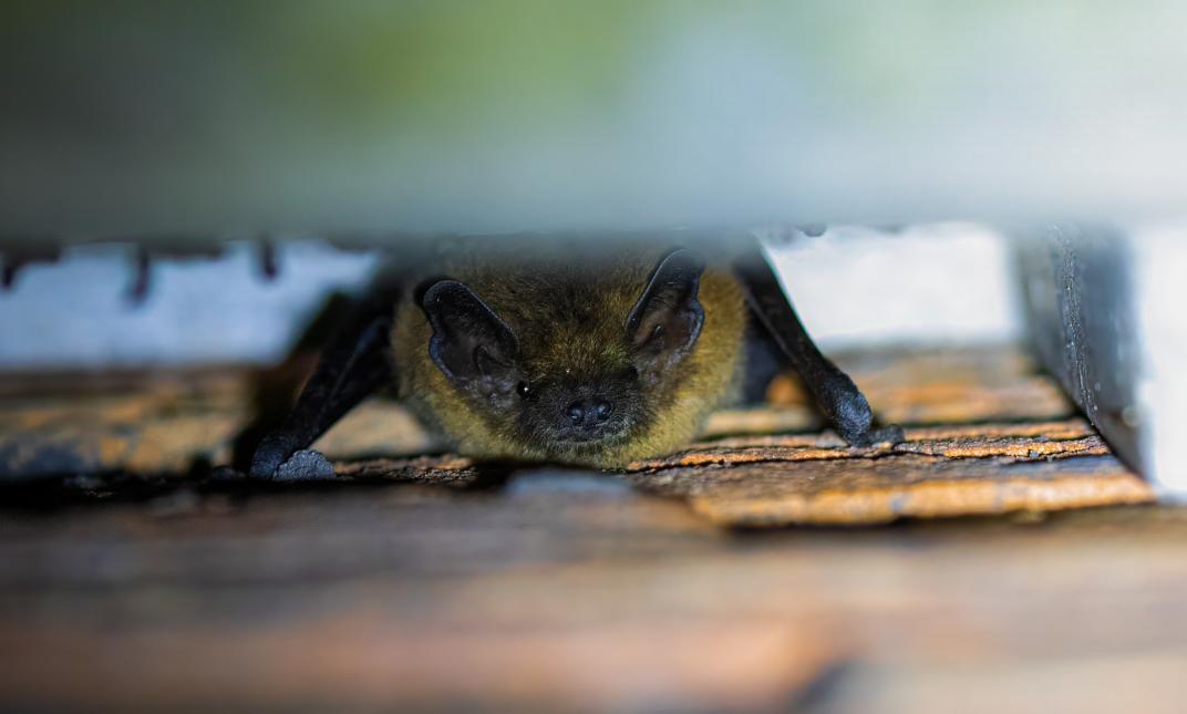 Dwergvleermuis bij gebouw